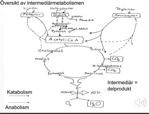 Instuderingsfrågor översikt intermediärmetabolism Flashcards Quizlet