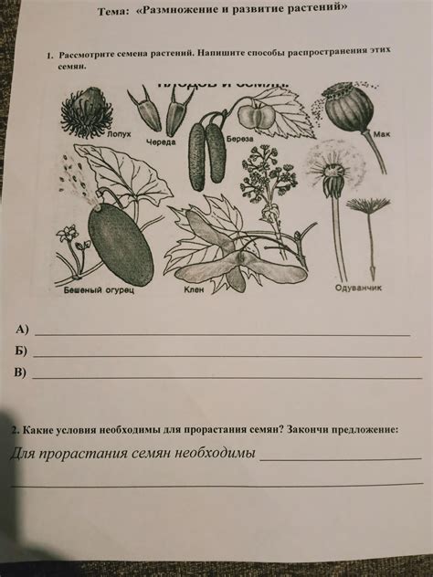 Помогите пожалуйста. Рассмотрите семена растений. Напишите способы ...