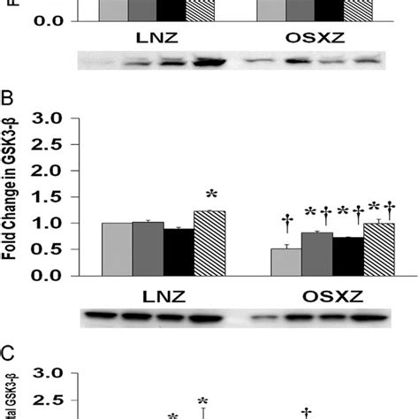 Diabetes Alters Hfes Induced Expression And Phosphorylation Of Akt Rat