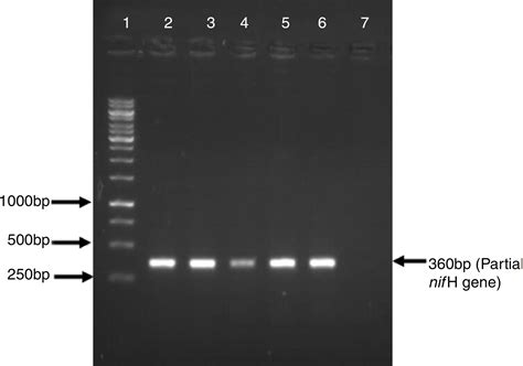 Scielo Brasil Isolation And Identification By S Rrna Sequence