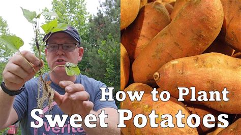 The Easiest Way To Plant Sweet Potatoes Slips Youtube