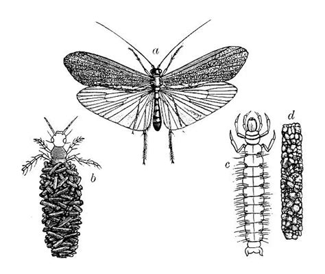 Best Caddis Fly Illustrations, Royalty-Free Vector Graphics & Clip Art ...