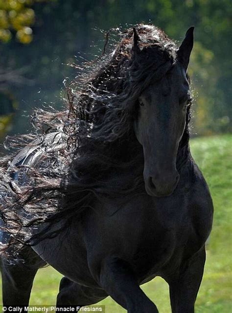 Vídeo conheça o cavalo mais bonito do mundo que vem atraindo milhares