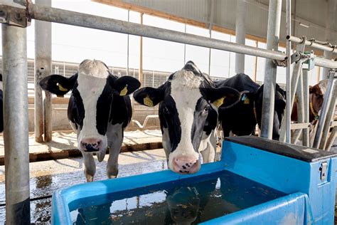 Farmers Losing Up To 90 000 Over Heat Stress In Dairy Cows Study