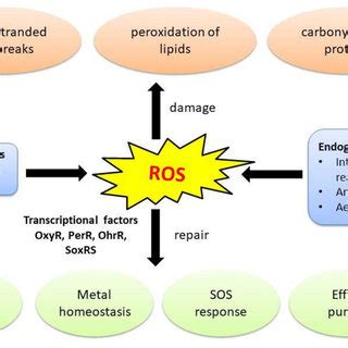 Pdf Antimicrobials Functioning Through Ros Mediated Mechanisms