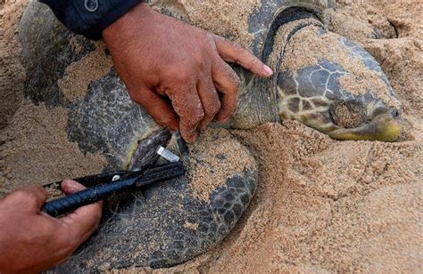 Record 6 37 Lakh Olive Ridley Turtles Arrive At Odishas Rushikulya