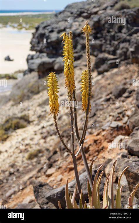 Aloe Vera Yellow Flowering Aloe Plant With The Beach Rocks And Atlantic Ocean In The