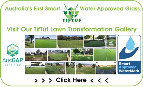 Tiftuf Bermuda Green Life Turf Australias Best Turf