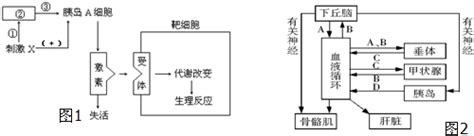 次级卵母细胞的第二次成熟分裂完成于 A 排卵前 在卵巢内b 受精前 在输卵管内c 受精时 在输卵管内d 排卵后 在腹腔内 题目和参考答案——青夏教育精英家教网——