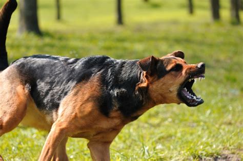 O seu cão tornou se agressivo Sabia que a causa pode ser a dor Bola