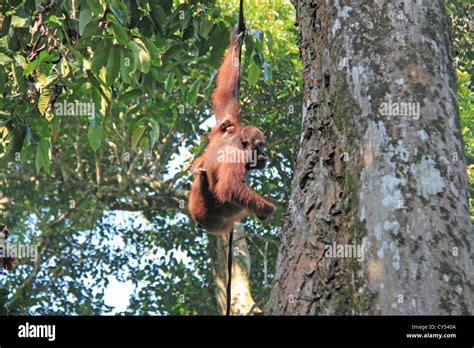 Bornean Orangutan (Pongo pygmaeus), Sepilok Rehabilitation Centre ... 