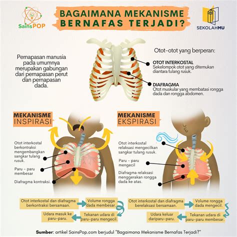 Mengenal Mekanisme Gerak Pernapasan Dada Dan Perut Sainspop Hot Sex