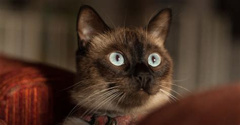 Siamese Cat With Red Collar · Free Stock Photo