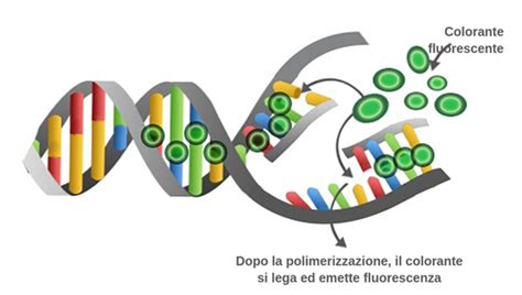 Esperimento QPCR Labster