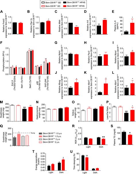 Skeletal Muscle CB1R Ablation Impacts Myokine Expression And Induces