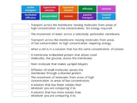 Cell Transport Vocabulary Match Up