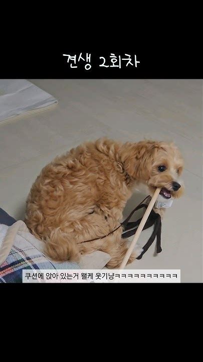 맘마 먹고 이쑤시개 사용하는 강아지강아지 강아지브이로그 강아지일상 댕댕이 말티푸 멍멍이 반려견 반려동물 브이로그