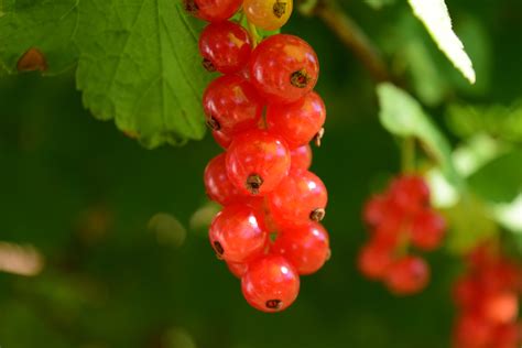 Banco De Imagens Natureza Plantar Fruta Baga Doce Flor Comida Vermelho Produzir