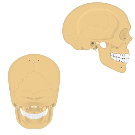 Diagram Of The Appearance Of Cranium