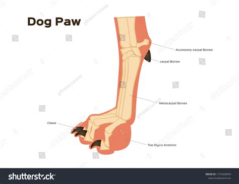 Dog Foot Paw Leg Anatomy Infographic Stock Vector (Royalty Free ...