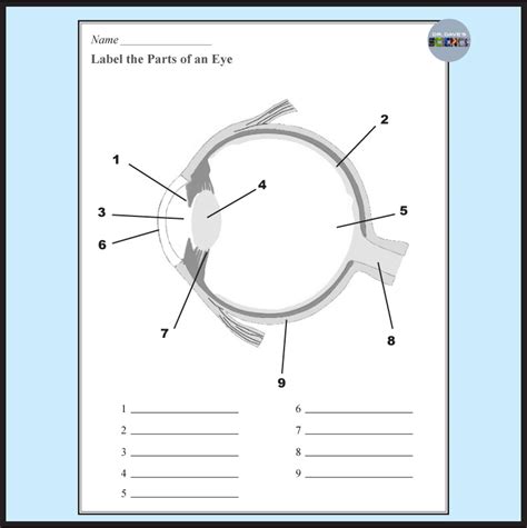 Parts Of The Eye Activity Worksheets Diagram Eye Structure Iris And