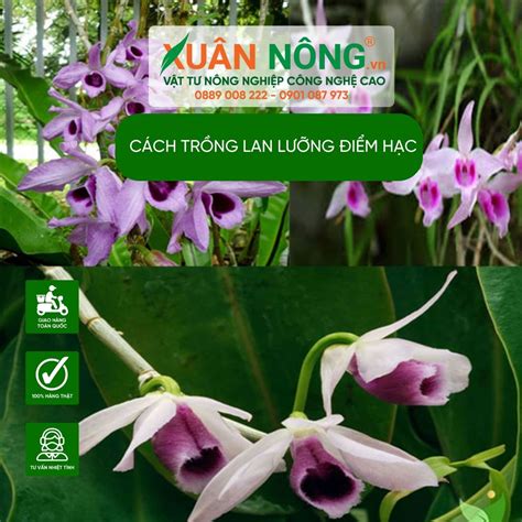 Cách trồng Lan Lưỡng điểm hạc năng suất cao 