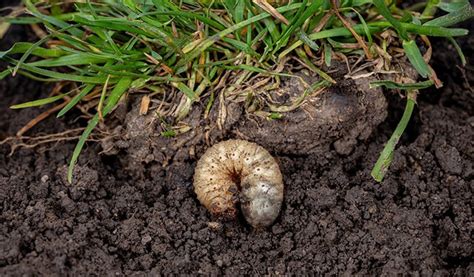 Lawn Pest Control 5 Ways To Get Rid Of Utah Lawn Grubs