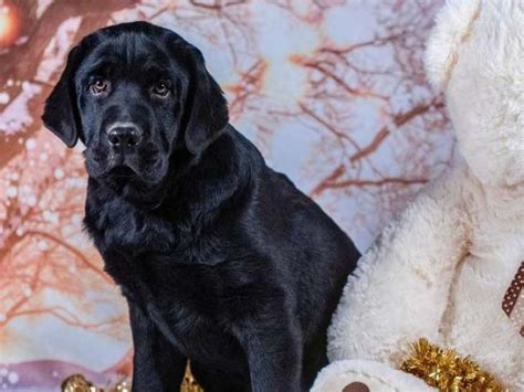 Un Chiot Labrador Retriever Au Pelage Noir Disponible LOF Petite