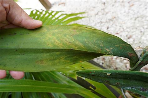 Images Of Virus On Orchids