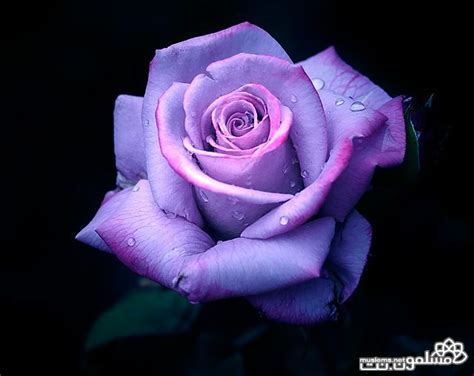 a purple rose with the words sweet dreams