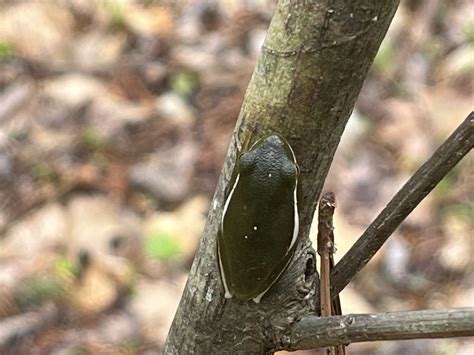 Green Treefrog From Carl Alwin Schenck Memorial Forest Raleigh Nc Us