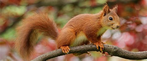 Eichhörnchen Im Garten Kamera Im Vogelhaus