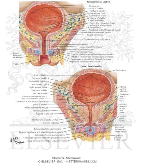 miel Patentar palo female urinary bladder anatomy Culpa Glorioso maldición