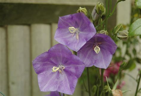 Garden Posts | Campanula Flowers or Bellflowers