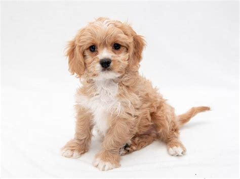 Cavachon Puppies For Sale | Hopeful Dreams Family Puppies