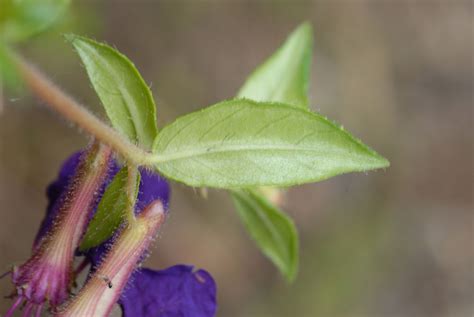 Cuphea Dipetala Lythraceae Image At Phytoimages Siu Edu