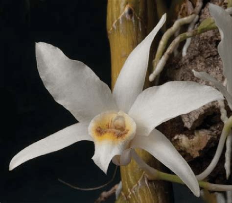 Dendrobium Heterocarpum Wall Ex Lindl Flower Kew Cult