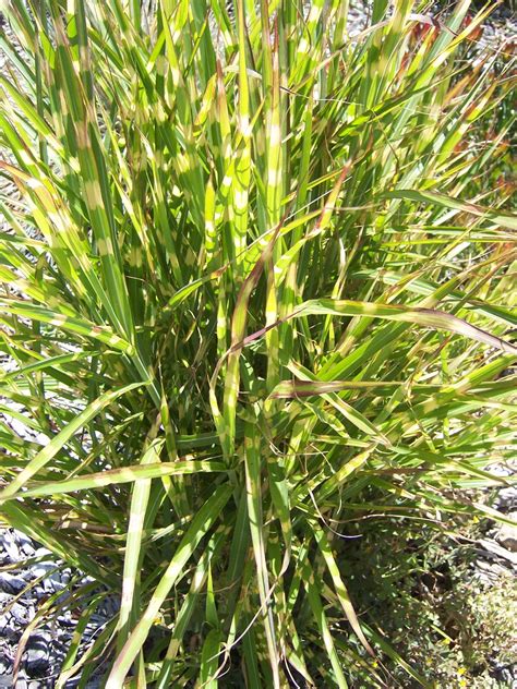 The 2 Minute Gardener Photo Zebra Miscanthus Miscanthus Sinensis