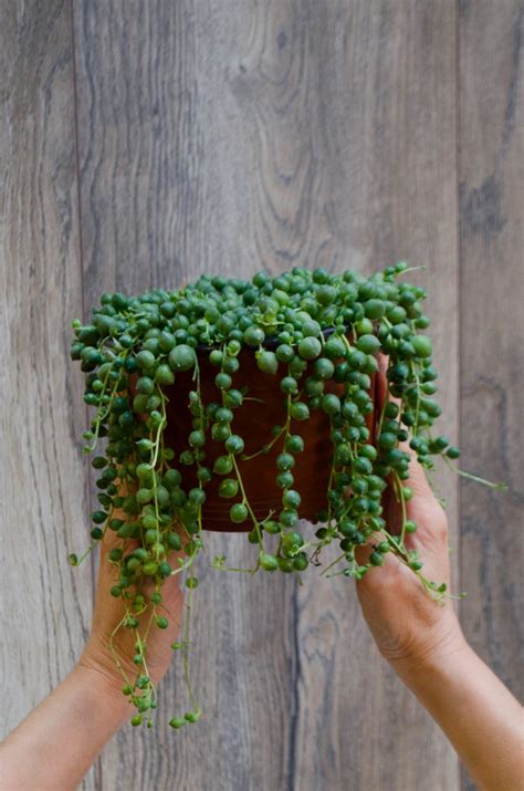 Rosario Senecio Rowleyanus Encactus Floral