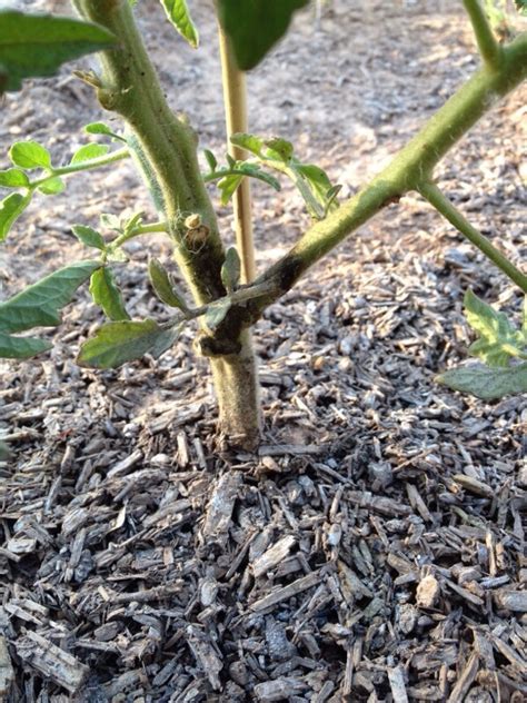 Stem Rot On Tomato