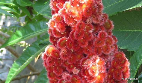 Rhus Typhina L Anacardiac Es Anacardiaceae R Br De