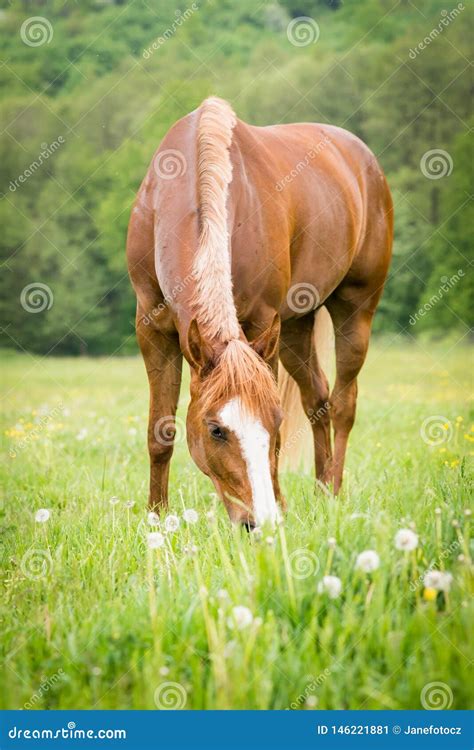 American Paint Horse Grazing On The Green Meadow Stock Image Image Of