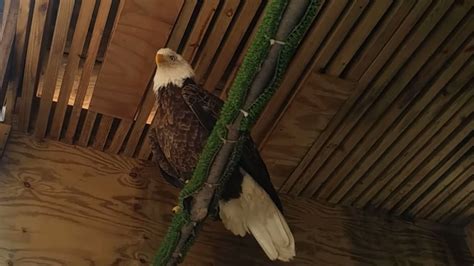 A Bald Eagle Has Been Released Back Into The Wild After Recovering From