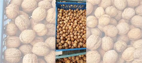 Грецкий орех купить в Полесске | Товары для дома и дачи | Авито