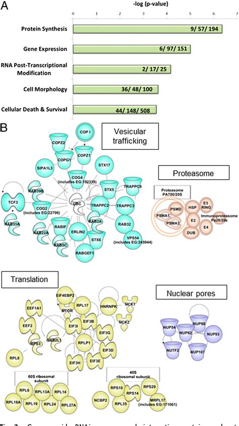 Figure From Human Genome Wide Rnai Screen Reveals A Role For Nuclear