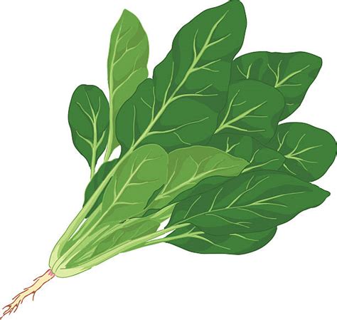 Spinach Illustrations Royalty Free Vector Graphics And Clip Art Istock