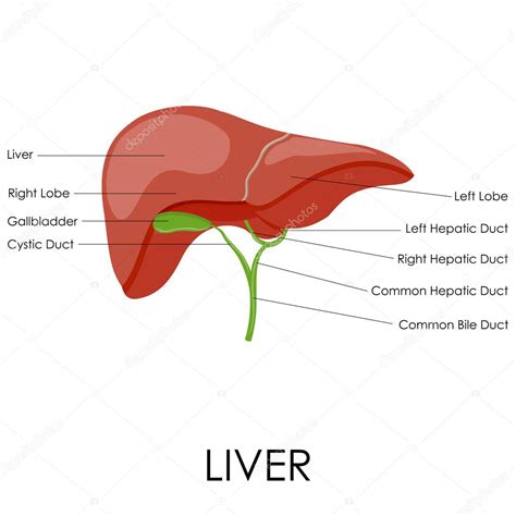 Anatomie der Leber — Stockvektor #42345835