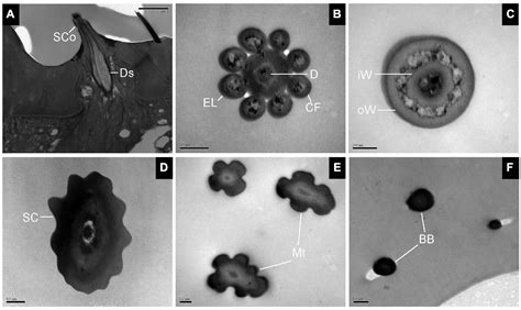 Frontiers Morphological And Ultrastructural Characterization Of