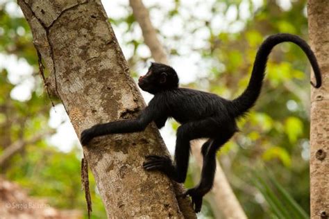 Macaco Que Não Tem Pelagem Nos Glúteos - Lista de Espécies de Macacos: Tipos com Nome e Fotos – Mundo Ecologia