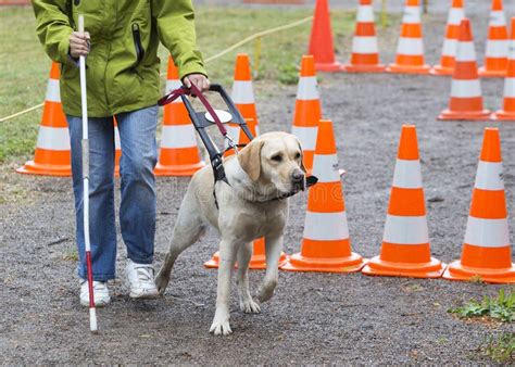 Blind Person with Her Guide Dog Stock Image - Image of leash ...